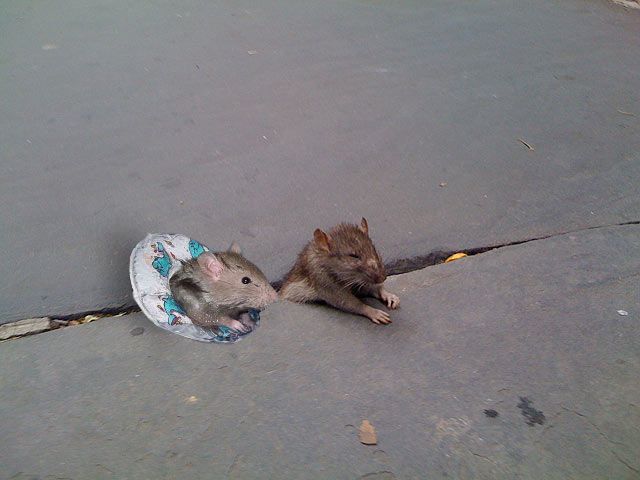 A rodent friend was introduced to Sad Rat by Robert
